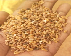 Lokwan Wheat for sale in Kaithal