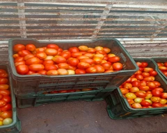 A Grade Quality Tomato for sale in Nashik