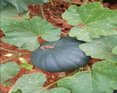 Normal Pumpkin for sale in Mysuru