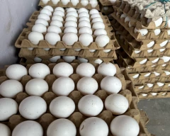 White Egg for sale in Lucknow
