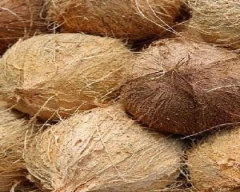 Normal Coconut for sale in Tirupur