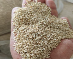 B Grade Quality Sesame for sale in Junagadh