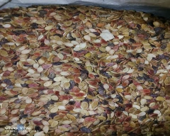 Normal Pumkin seed for sale in Barmer