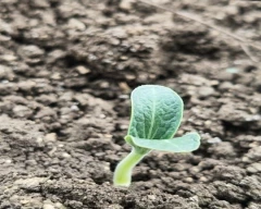 Hybrid Pumpkin for sale in Latur