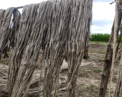 C Grade Quality Jute for sale in Nadia