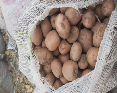 Lal Rajendra 1 Potato for sale in Aravalli