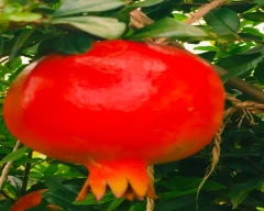 Bhagwa Pomegranate required in Pune