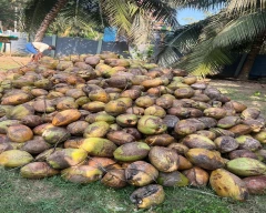 De Husked Coconut for sale in Thanjavur