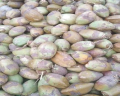De Husked Coconut for sale in Salem