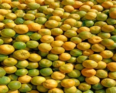 Nagpuri Orange for sale in Buldhana