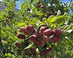 Royal Apple for sale in Kinnaur