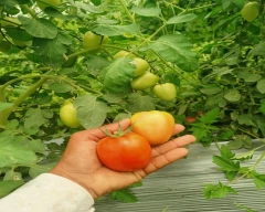 B Grade Quality Tomato for sale in Dhule