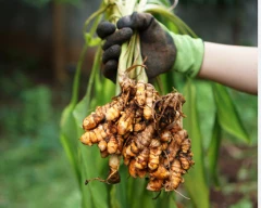 Raw Turmeric for sale in Navsari