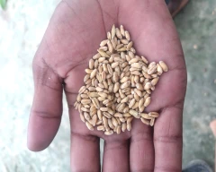 Normal Wheat for sale in Amethi