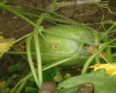 Normal Ash gourd for sale in Tumakuru