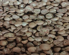 Normal Arecanut for sale in Nagpur