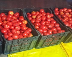 Organic Tomato for sale in Tenkasi
