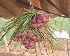 B Grade Quality Small Onion for sale in Chamarajanagar
