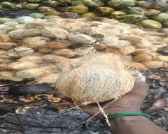 Medium Coconut for sale in Coimbatore