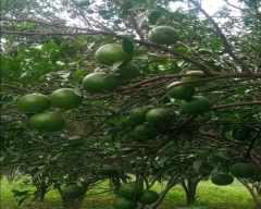 A Grade Quality Orange for sale in Amravati