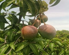 Sindhuri Mango for sale in Coimbatore