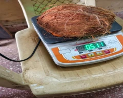 Large Coconut for sale in Coimbatore