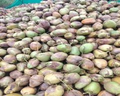 De Husked Coconut for sale in Theni