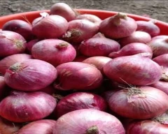 A Grade Quality Onion required in Faizabad