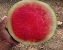 Hybrid Watermelon for sale in Perambalur