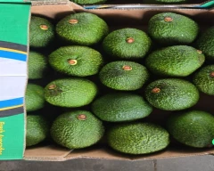 Hass Avocado for sale in Central Delhi