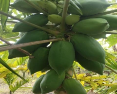 Number 15 Papaya for sale in Chitradurga