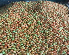 A Grade Quality Tomato for sale in Nashik