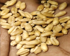Shree Ram 303 Wheat for sale in Agra