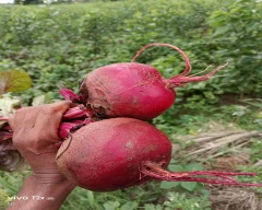 Normal Beetroot for sale in Hassan
