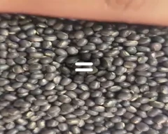 Black Urad for sale in North West Delhi