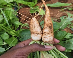 White Radish for sale in Kolar