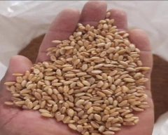Sharbati Wheat for sale in Indore
