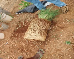 Normal Vetiver Roots for sale in Namakkal