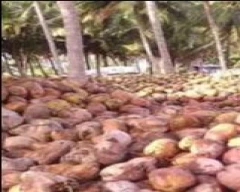 Medium Coconut required in Anantapur