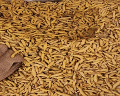 Normal Turmeric for sale in Jodhpur