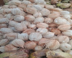 De Husked Coconut for sale in Cuddalore