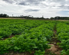 Normal Coriander Leaves for sale in Tirupur