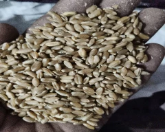 Milling Wheat for sale in Sehore