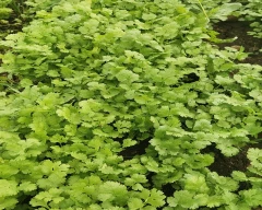 Normal Coriander Leaves for sale in Dewas