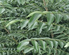 Normal Coriander Leaves for sale in Guntur