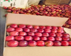 Royal Apple for sale in Mandi