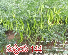 Normal Pepper for sale in Barwani