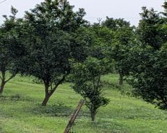 Nagpuri Orange for sale in Nagpur