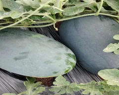 Melody Watermelon for sale in Bagalkot