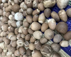 Natural Arecanut for sale in Coimbatore